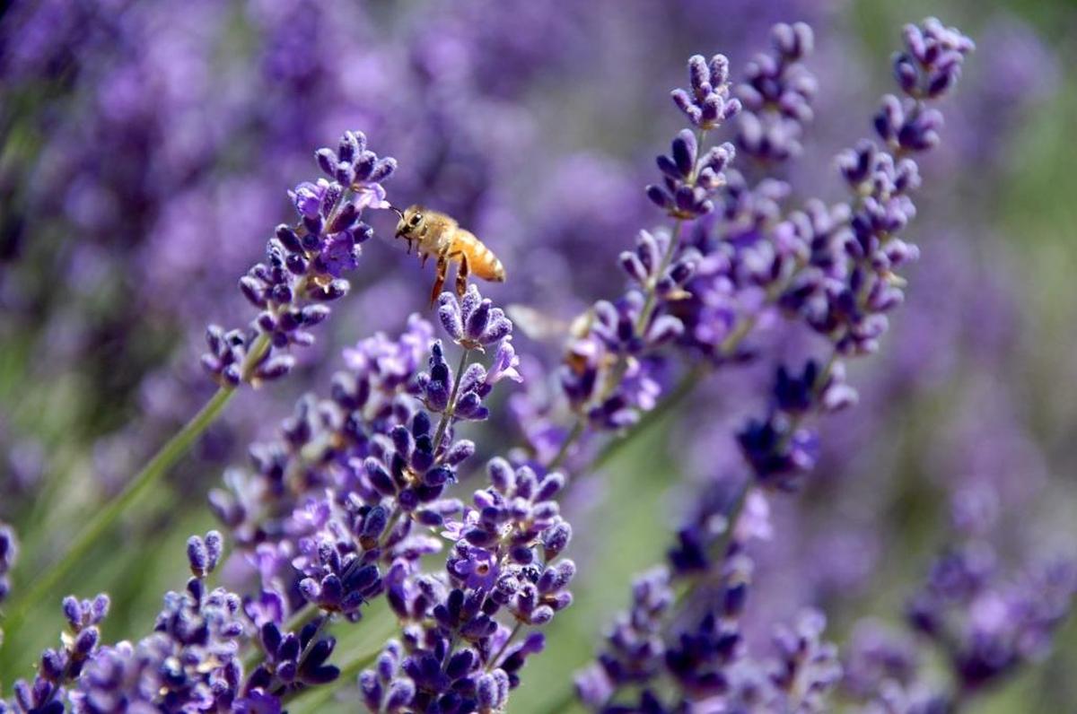 A honeybee on a lavender plant.  Lavender is a good choice to attract bees and grows well in Idaho.