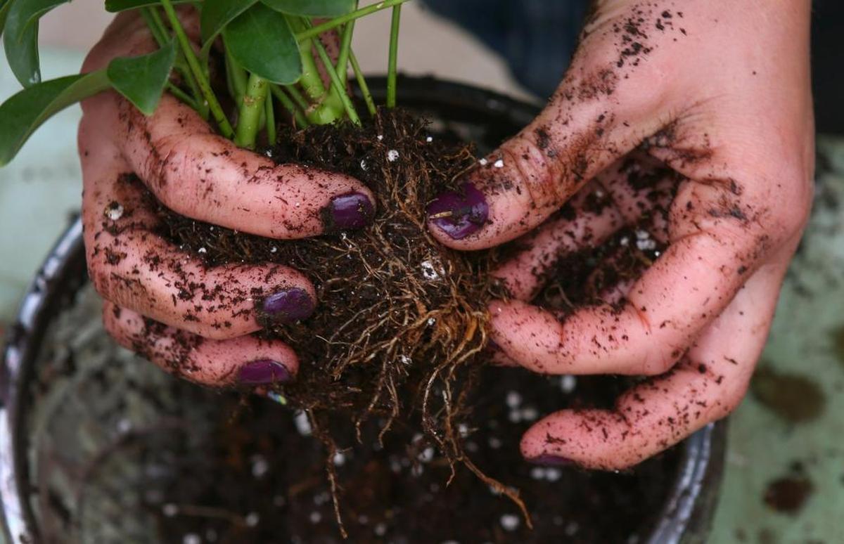 Don’t call it dirt — it’s a complex biosphere.