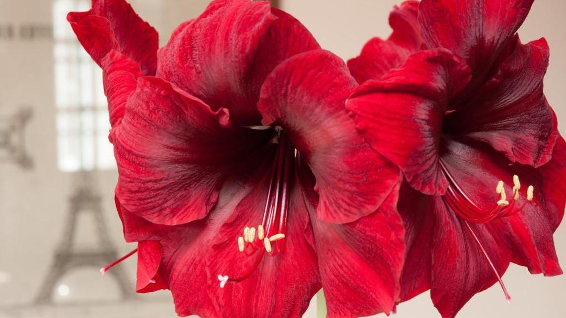 ‘Twas the week before Christmas and gardening gifts are quite easy