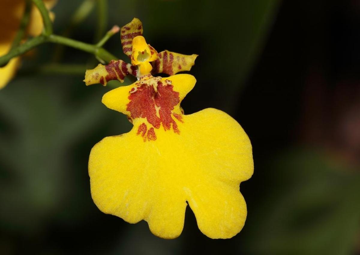 The oncidium orchid has delicate sideways sprays of vivid blooms.