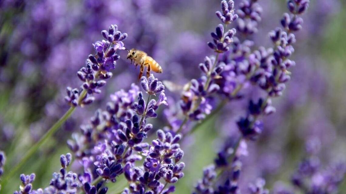 Treasure Valley gardening events include free talk on pollination plants