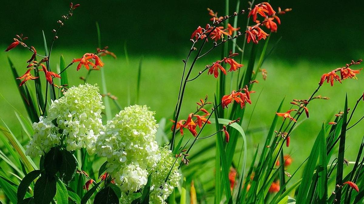 The old-fashioned crocosmia has numerous garden applications from the cottage, to the tropical and eve as a partner to white hydrangeas.