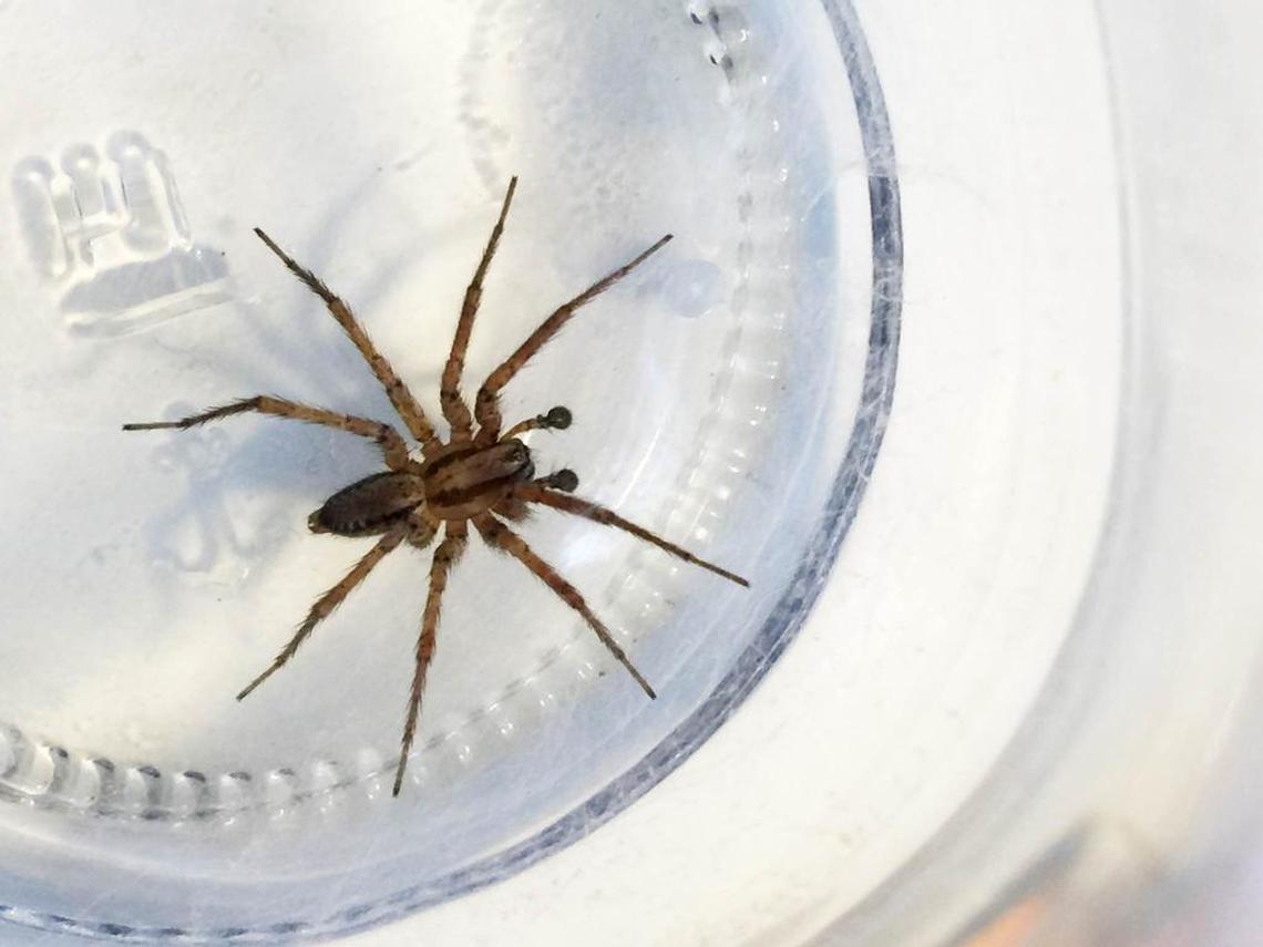 Wolf spiders have long legs and are fast-moving. They can be a little freaky but remember that they’re after bugs, not you.