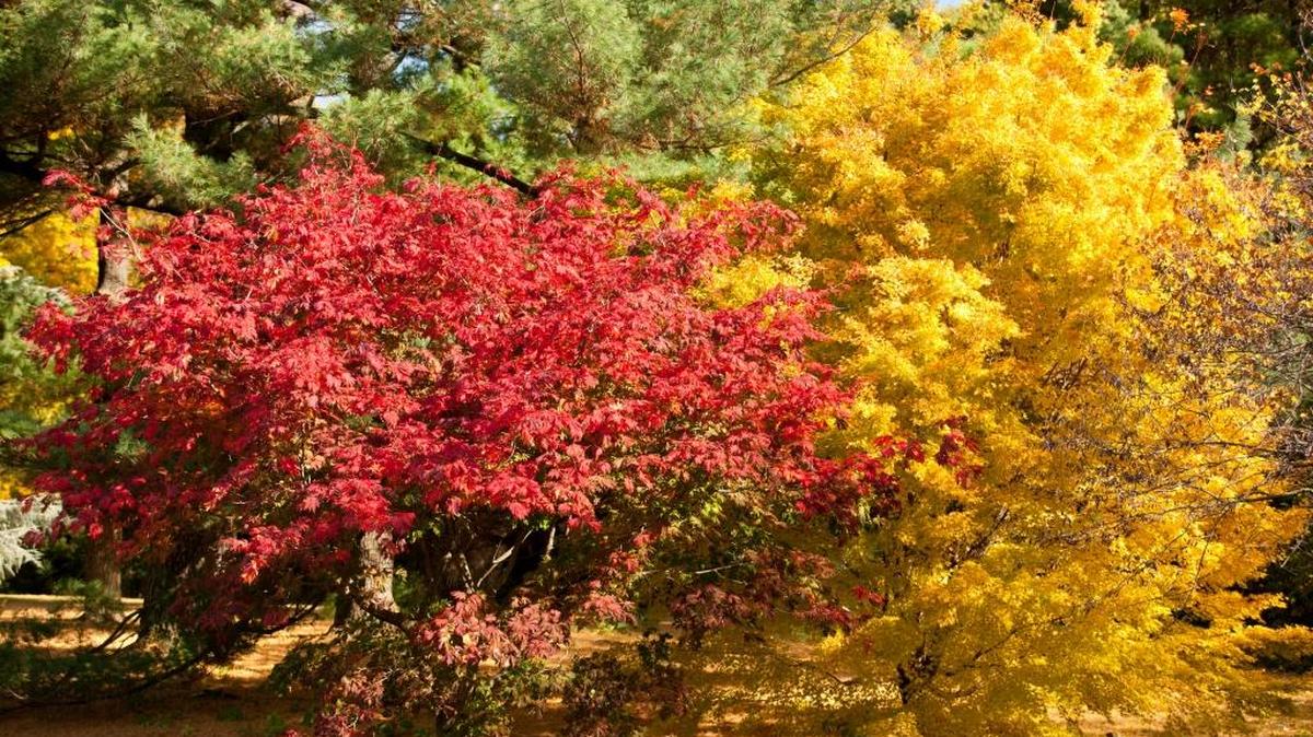 Japanese maples differ in size, but all end the season in a blaze of color.