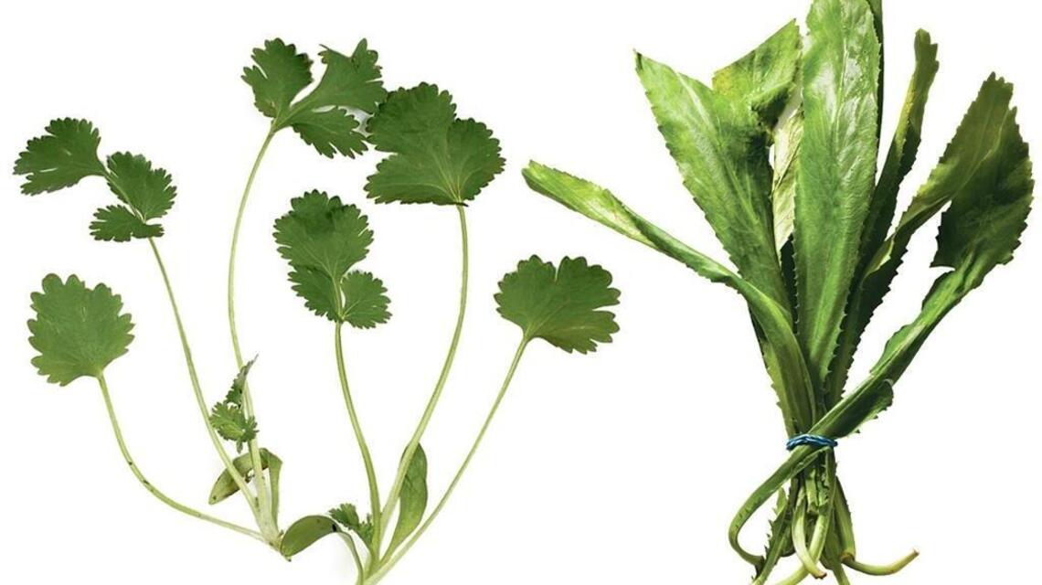 Try some alternatives to cilantro in your garden