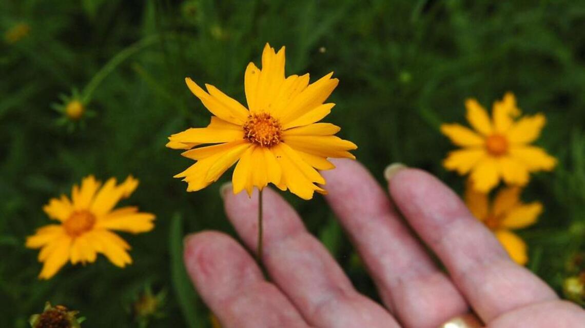 Start perennials from seed now and save on your gardening costs