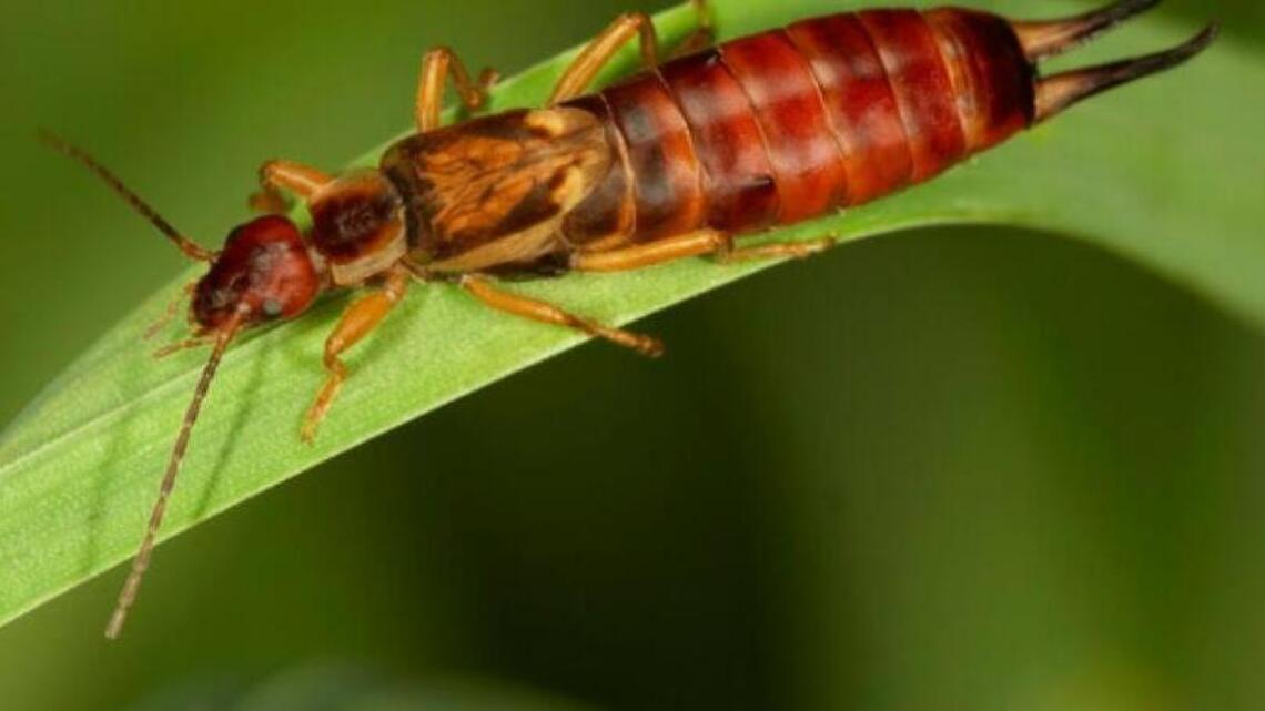 Consider all insect control measures carefully as earwigs, squash bugs move in