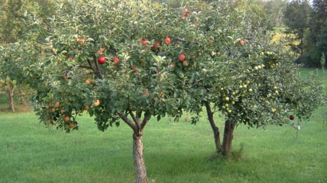Learn how to make the right choice when it comes to fruit trees