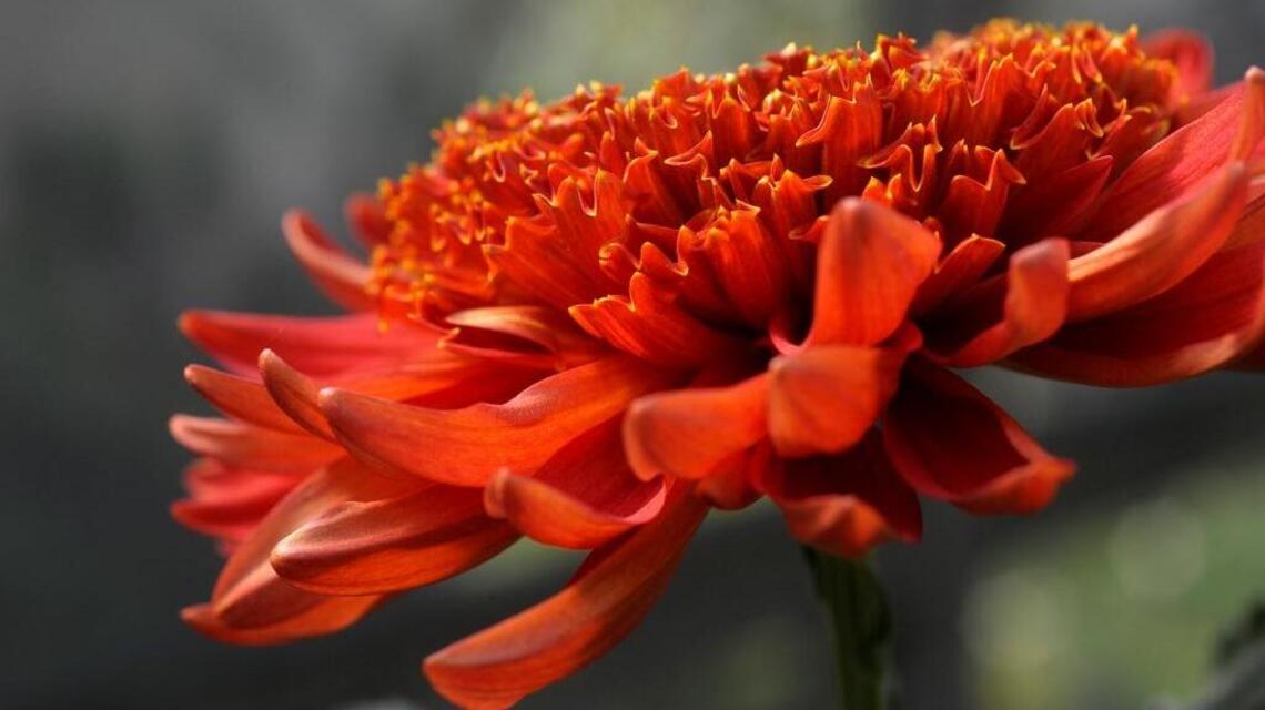 Like chrysanthemums? There’s no shortage of varieties