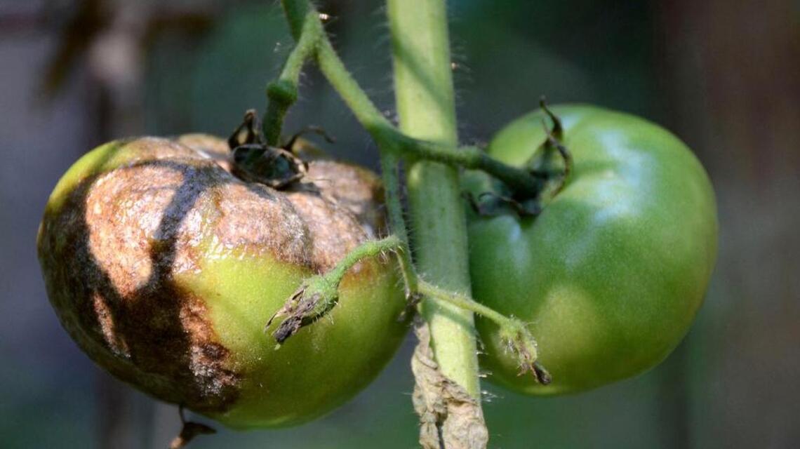 Margaret Lauterbach: Blights, bugs still a threat to gardens in our arid region