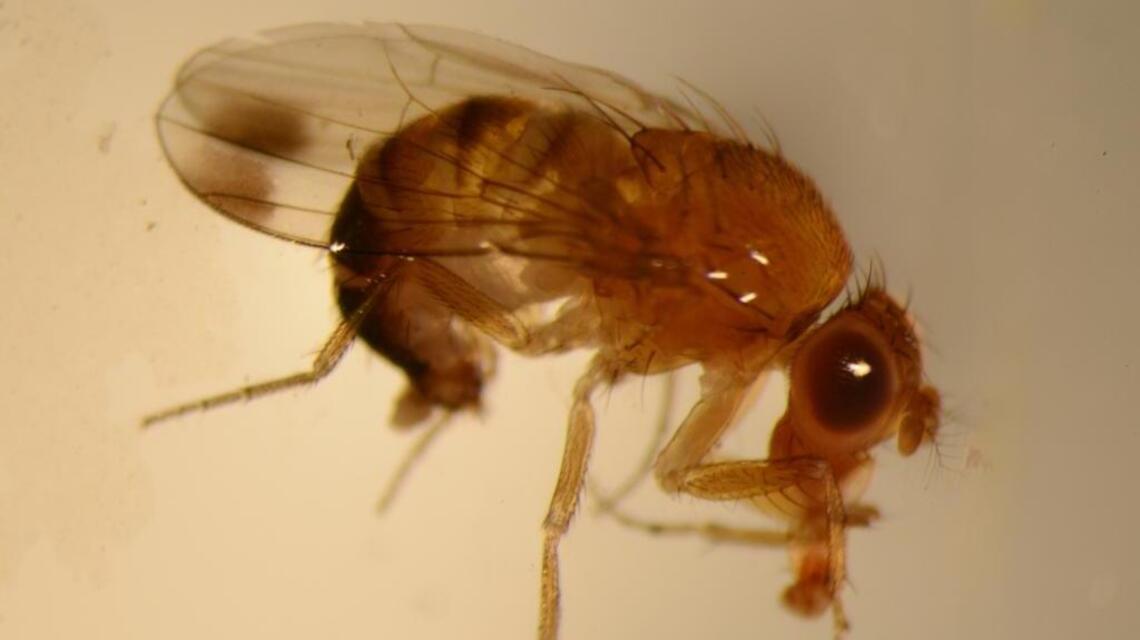 Margaret Lauterbach: A relatively new pest is harming Idaho fruit plants