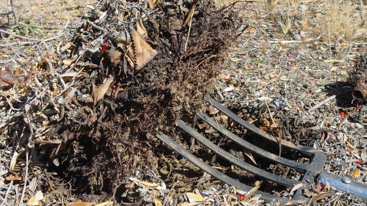 Mulch is good but don’t pile it to close to tree trunks or the stalks of your plants. That promotes disease.