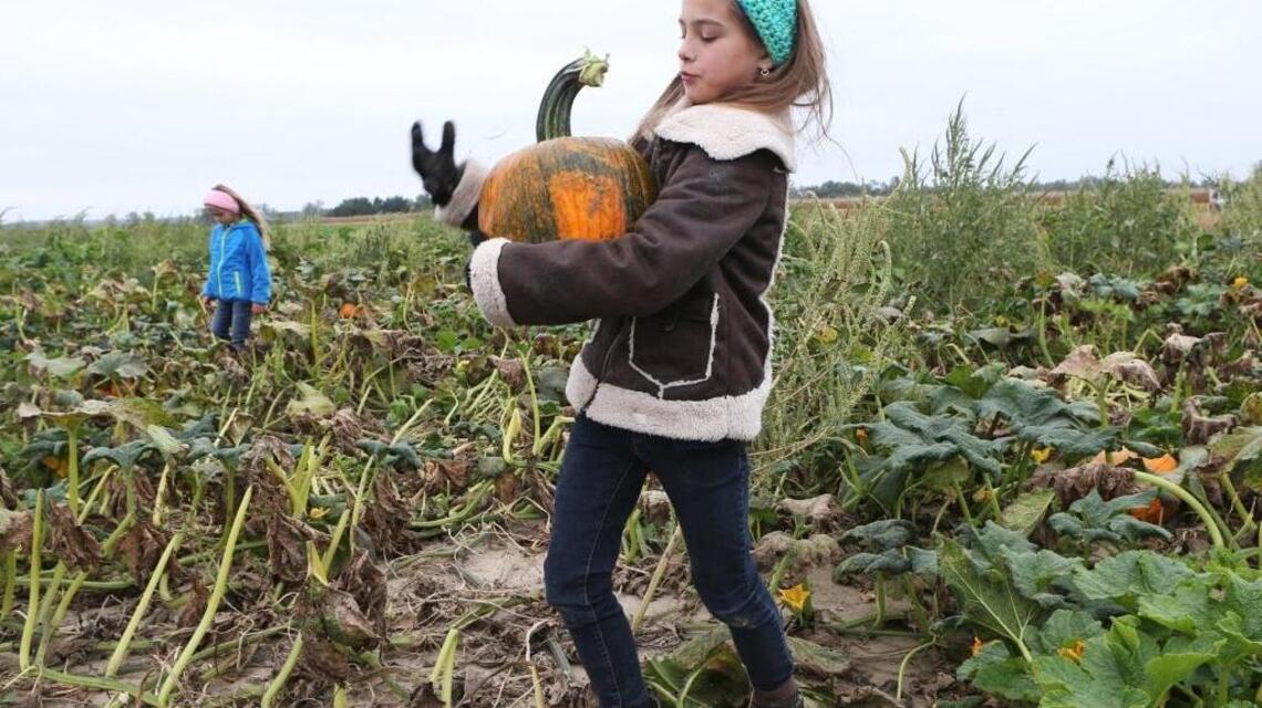Prune squash vines to get them under control