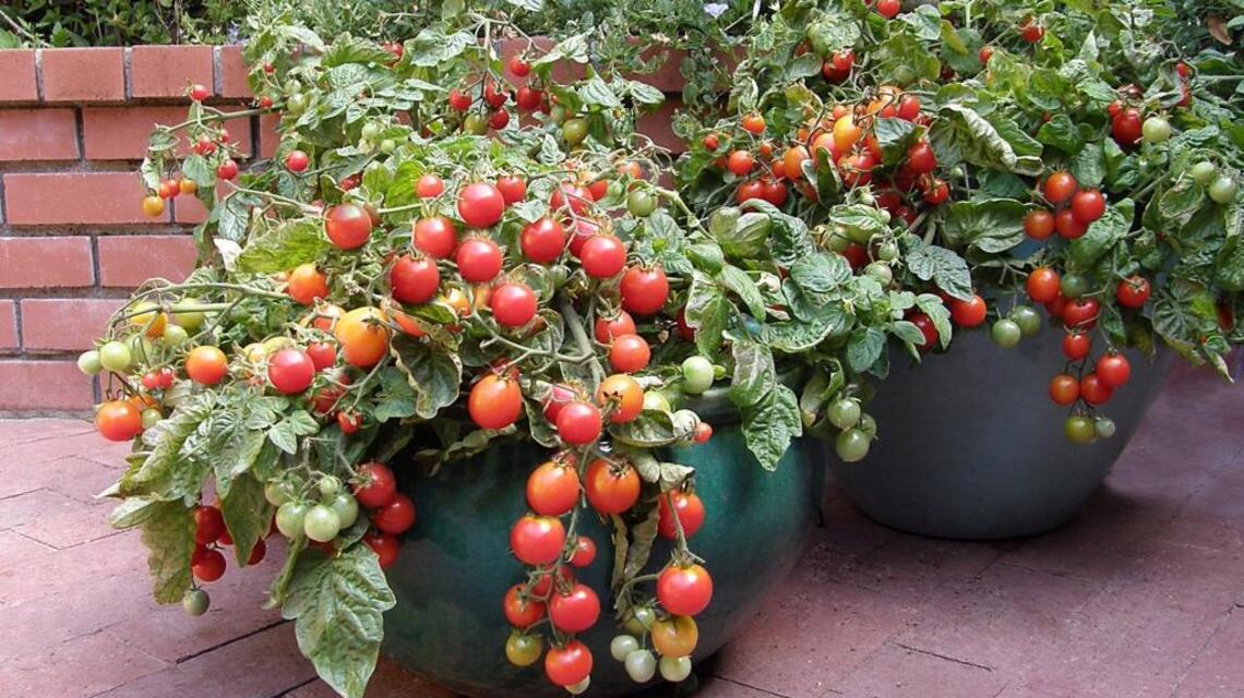 Consider growing a few veggies in containers this year
