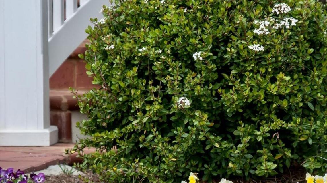 Get some free plants from your current ones
