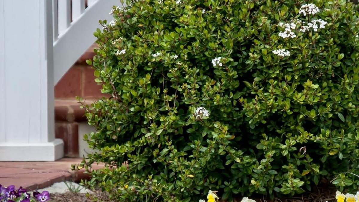Like your viburnum and want another? Take a cutting that has at least three buds, but don’t make it too long.