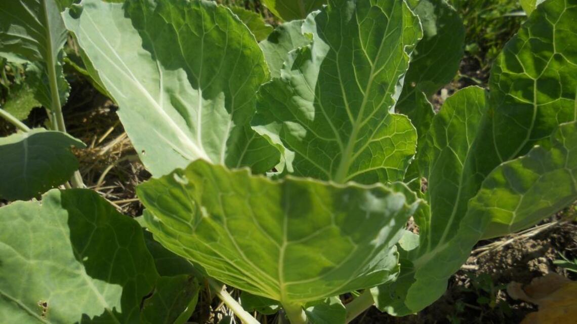 Branch out with unusual veggies this planting season