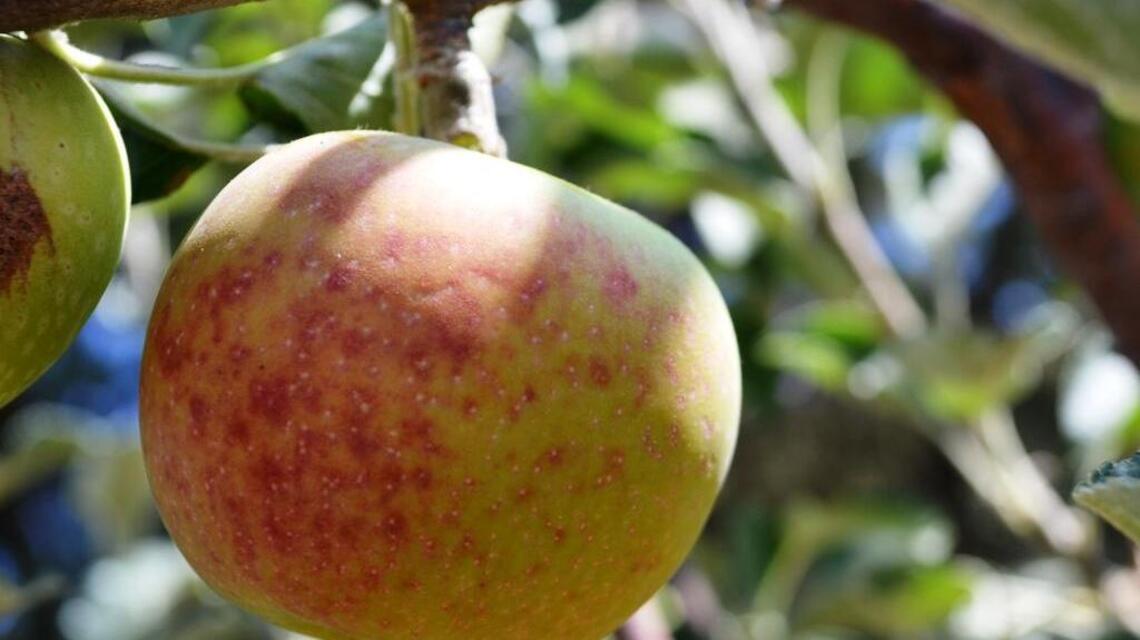 Pears, pears and more pears: These fruit trees are producing