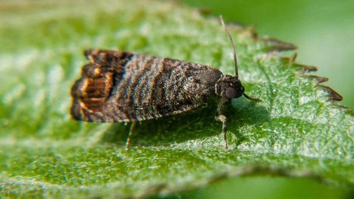 A good year is on tap for fruit, but be on the lookout for destructive pests