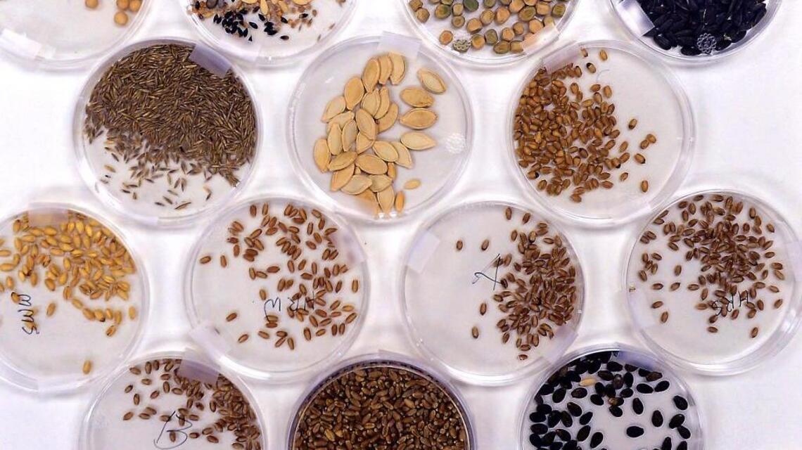 Behold — the magic of seeds