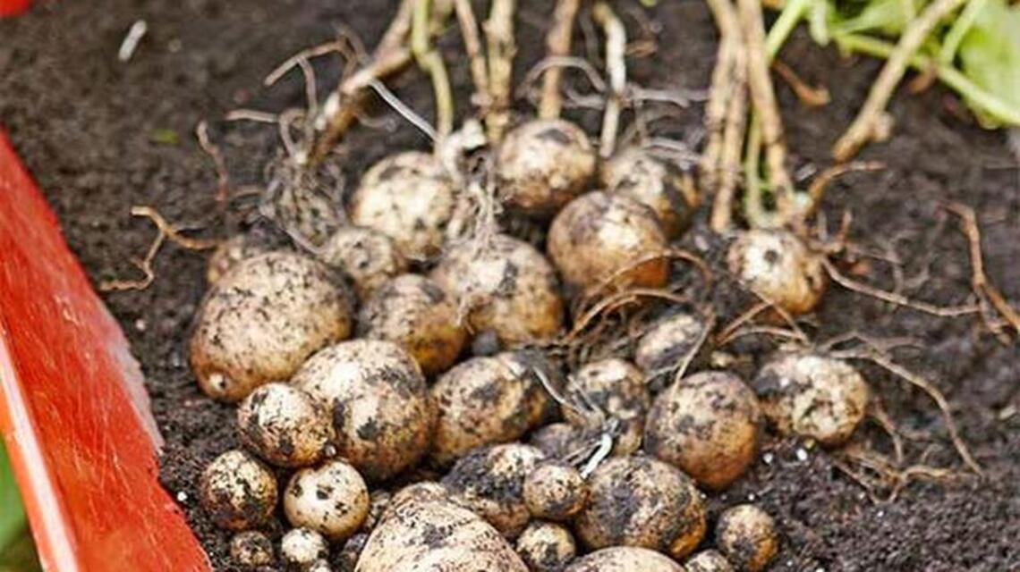 Peas, potatoes and St. Patrick’s Day: Real gardening time is here in Treasure Valley