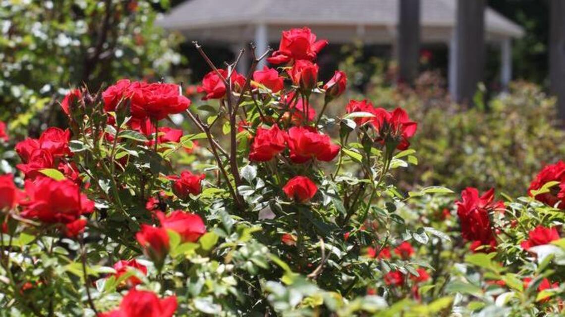 Keeping our roses sweet requires a vigilant fight against bacterial cane blight