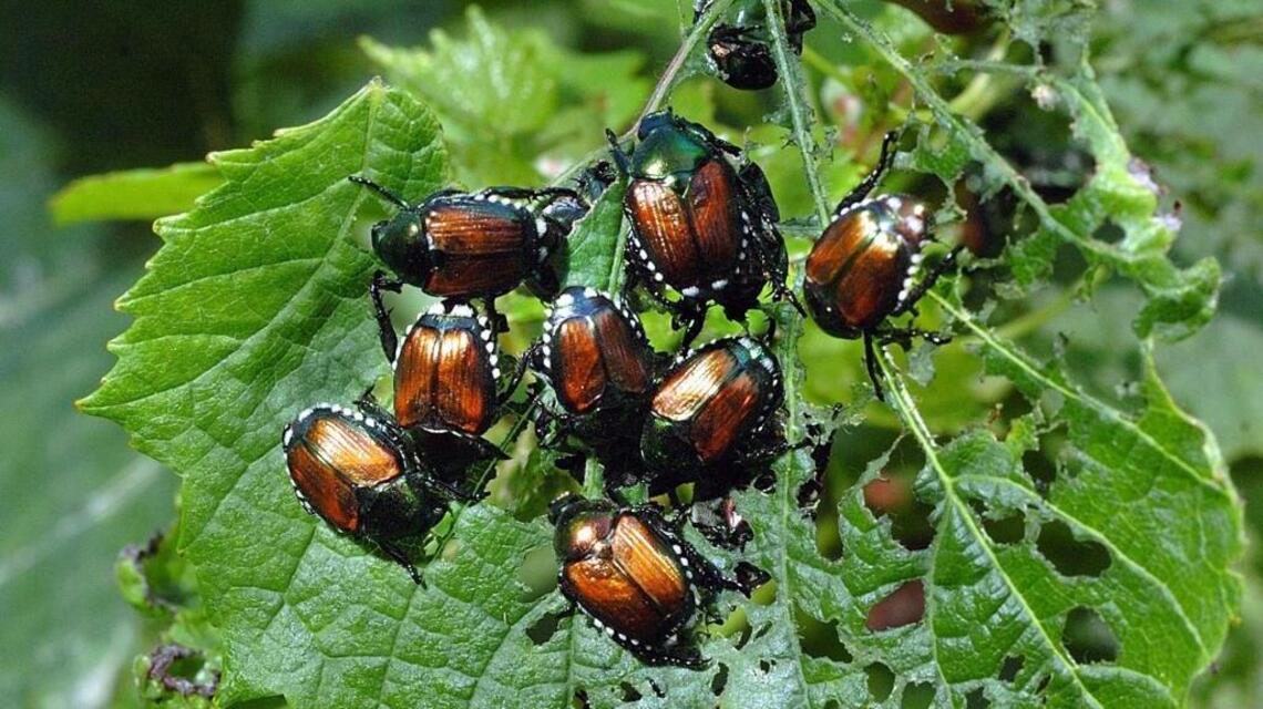 Idaho successfully battles destructive Japanese beetles