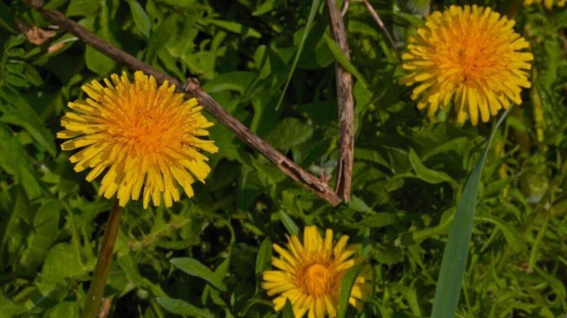 New to gardening in the Treasure Valley? Here are some tips
