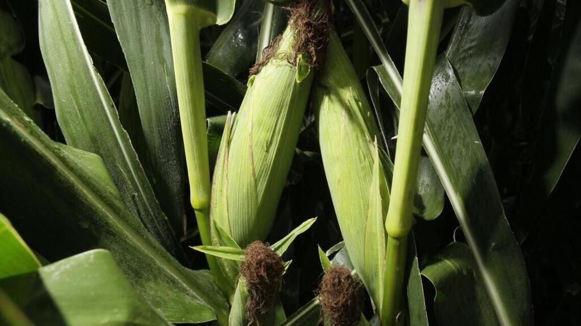 Double-duty: Grow corn to support bean stalks too