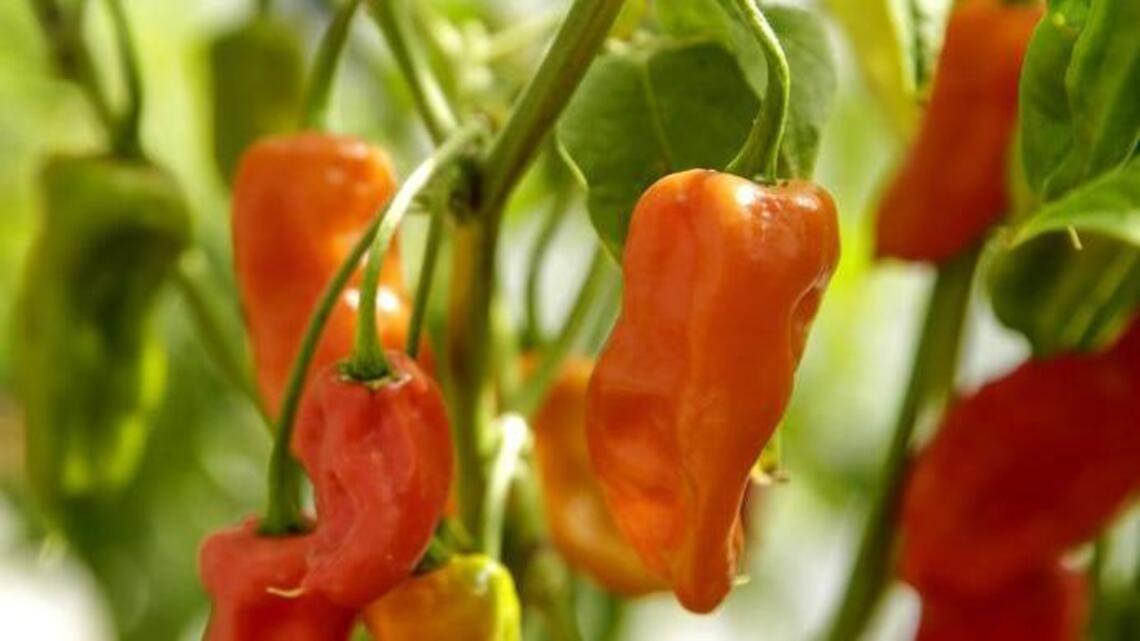 Like spicy food? Grow your own heat