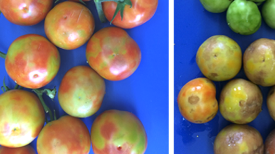 Gardening: New year brings a new destructive disease affecting tomatoes, peppers