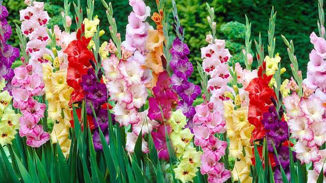 Gladiolus need some TLC but are well worth it; also, rules about pets in the garden