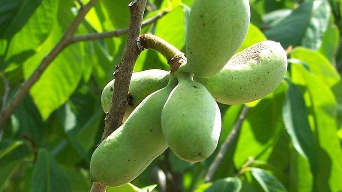 Margaret Lauterbach: A couple of unusual fruit trees to consider