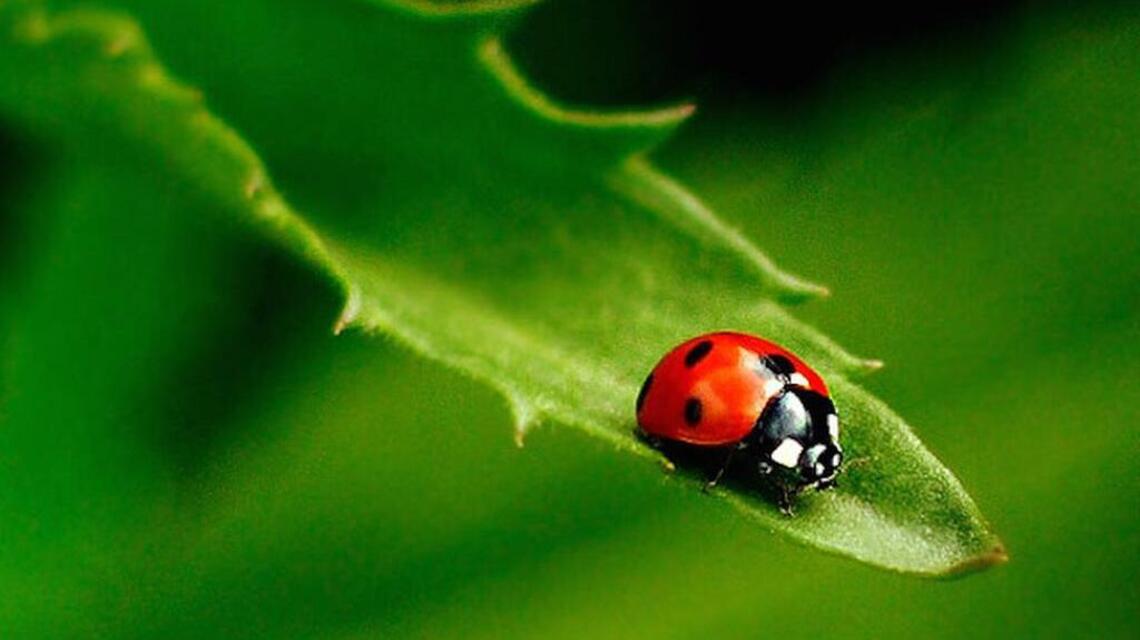 Make good use of beneficial insects to make sure your garden thrives