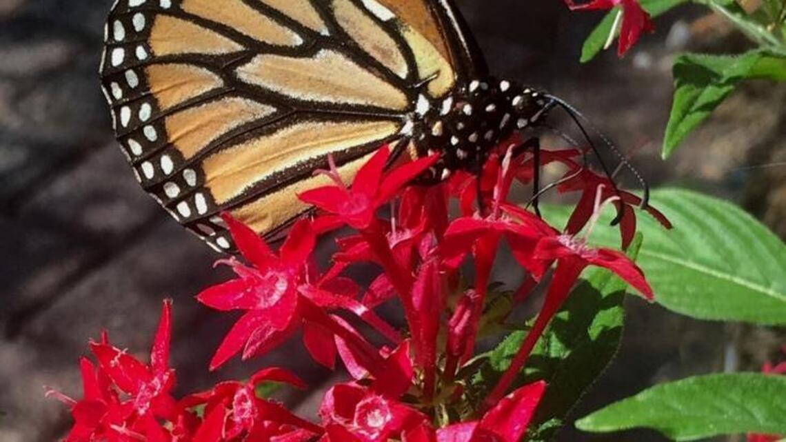 Garden plants vital to the life of butterflies