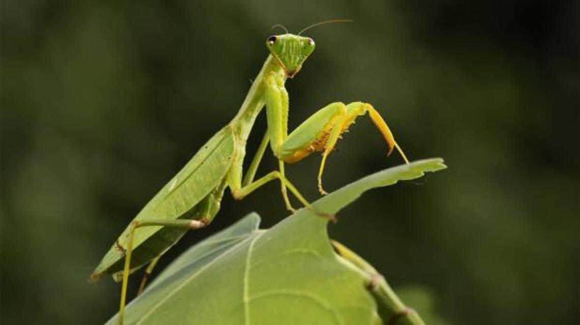 While targeting destructive creatures, don’t make beneficial insects collateral damage