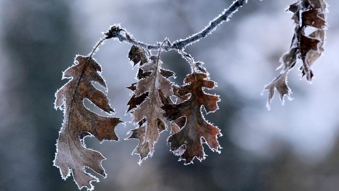 The below-freezing night temperatures this week likely did not drop far enough to do any serious damage to Treasure Valley crops.