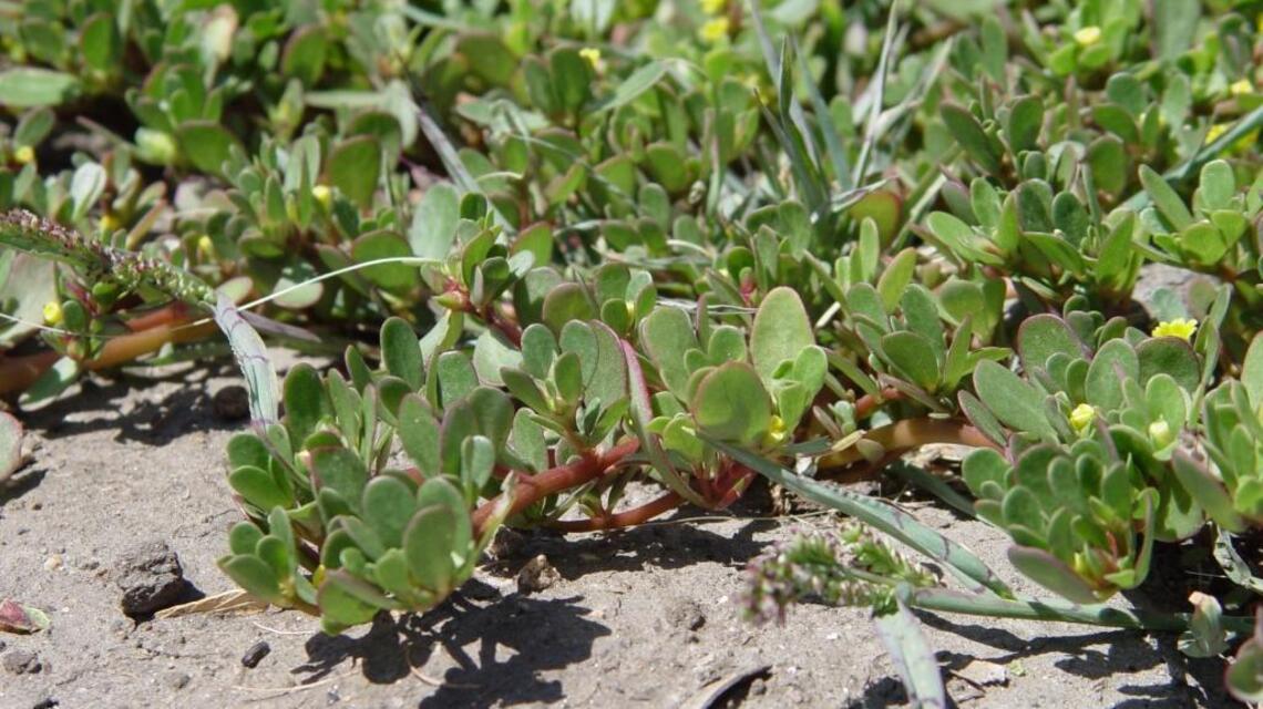 Tired of dealing with weeds? Eat them
