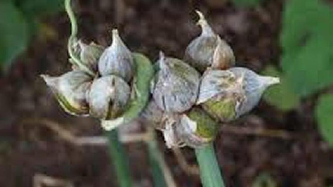 Like onions? Here’s a primer for growing