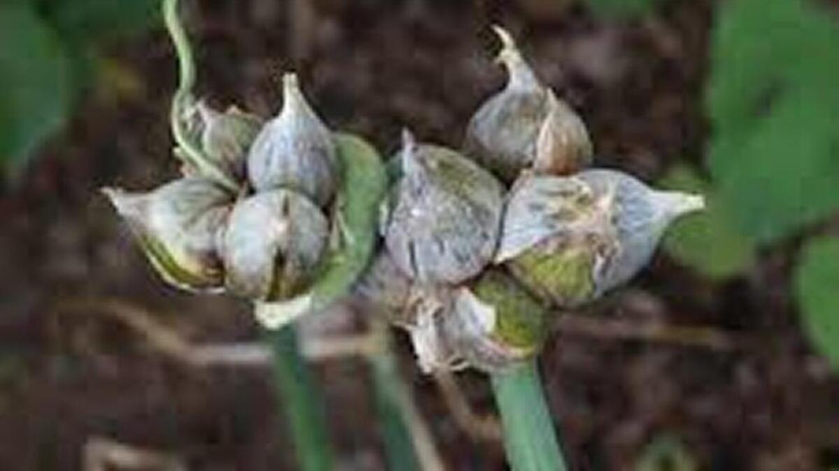 Walking onions set bulblets instead of flowers. The bulblets fall to the ground and start new onions, or you can snip them off and plant them yourself.