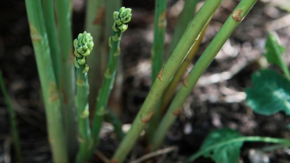 Asparagus: The garden gift that keeps on giving