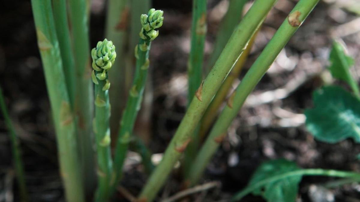Your asparagus bed should be separate from your annually tilled vegetable garden.