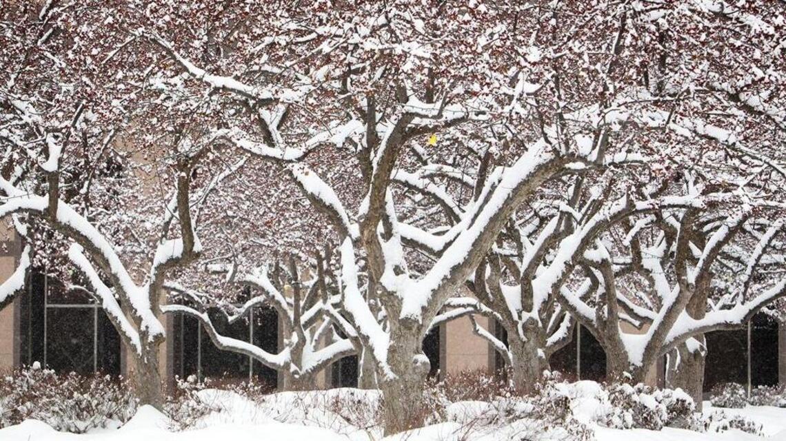 Stick with plants that can handle our cold winters