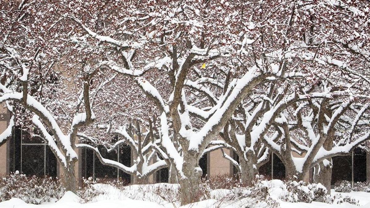 Winters have been unusually cold since the USDA rezoned the Treasure Valley’s growing climate to a slightly warmer one.