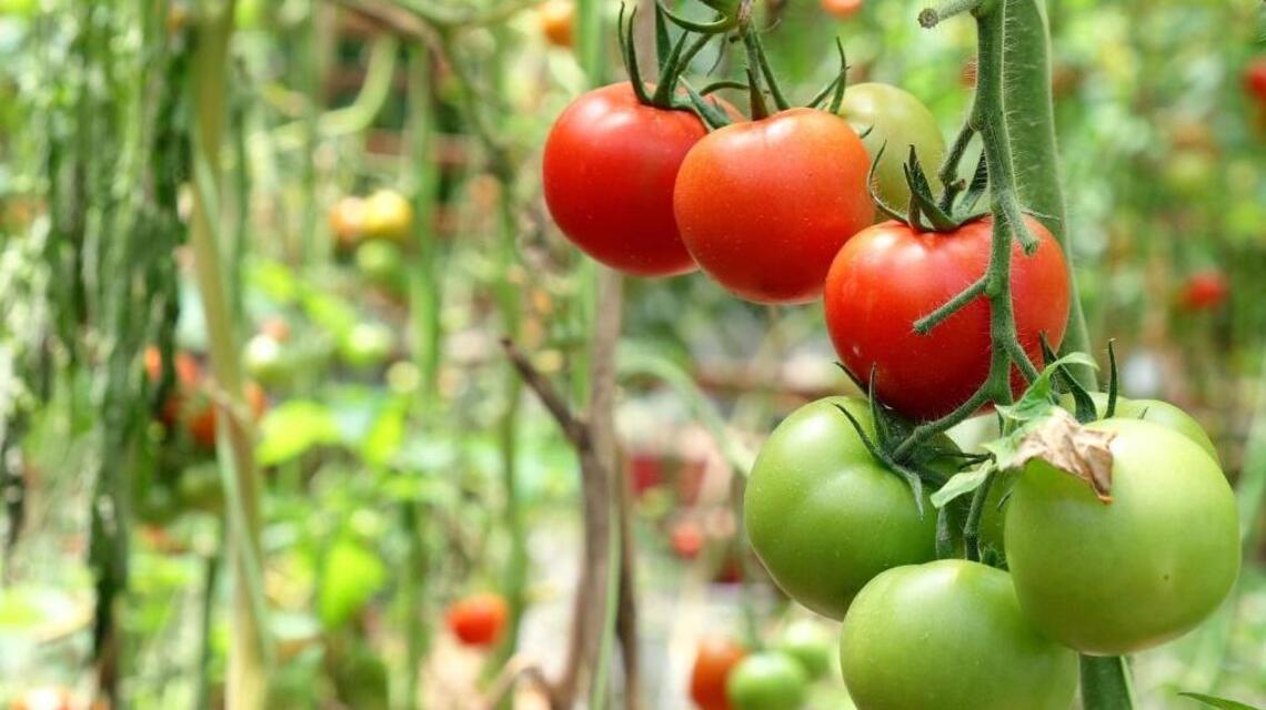 It’s time to plant tomatoes and other warm-weather veggies
