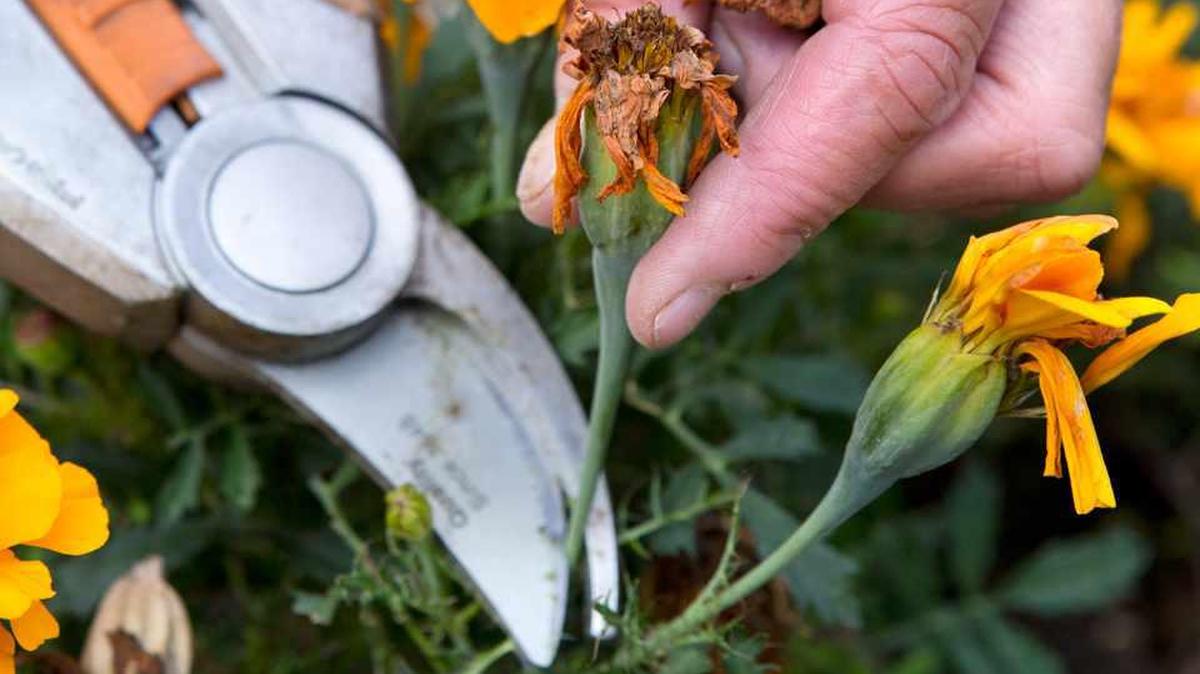There are plenty of good reasons to deadhead flowers and plants.