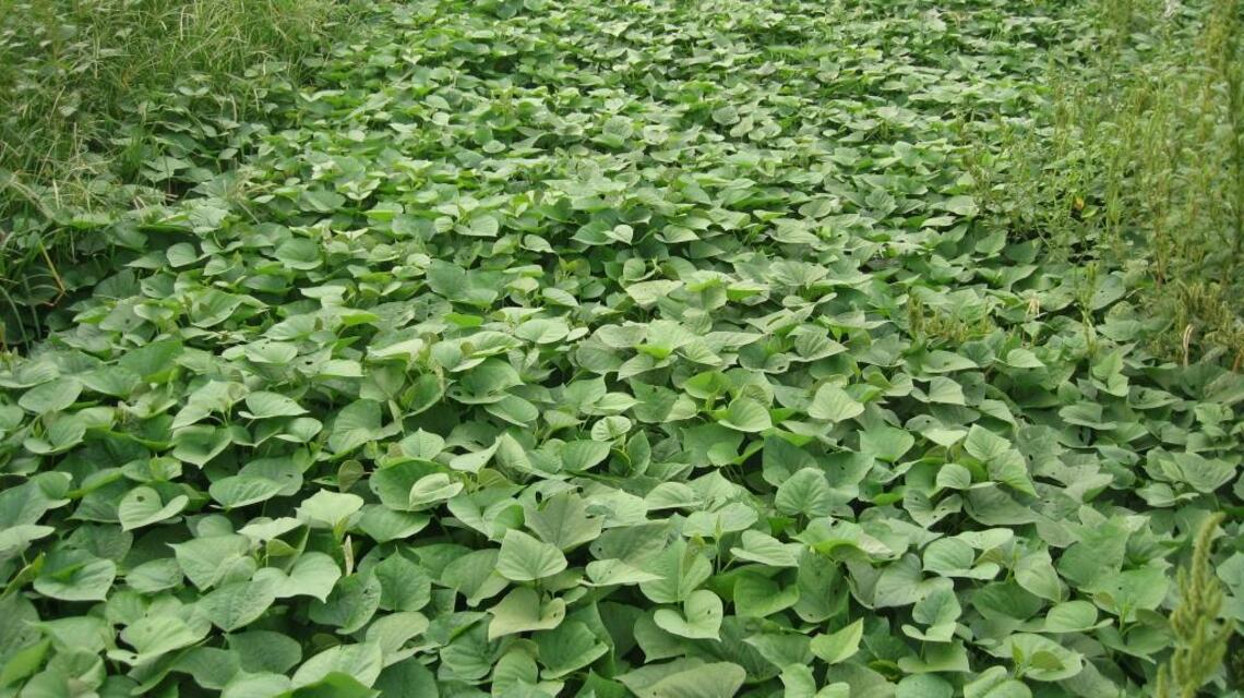 Tips for growing sweet potatoes in Idaho