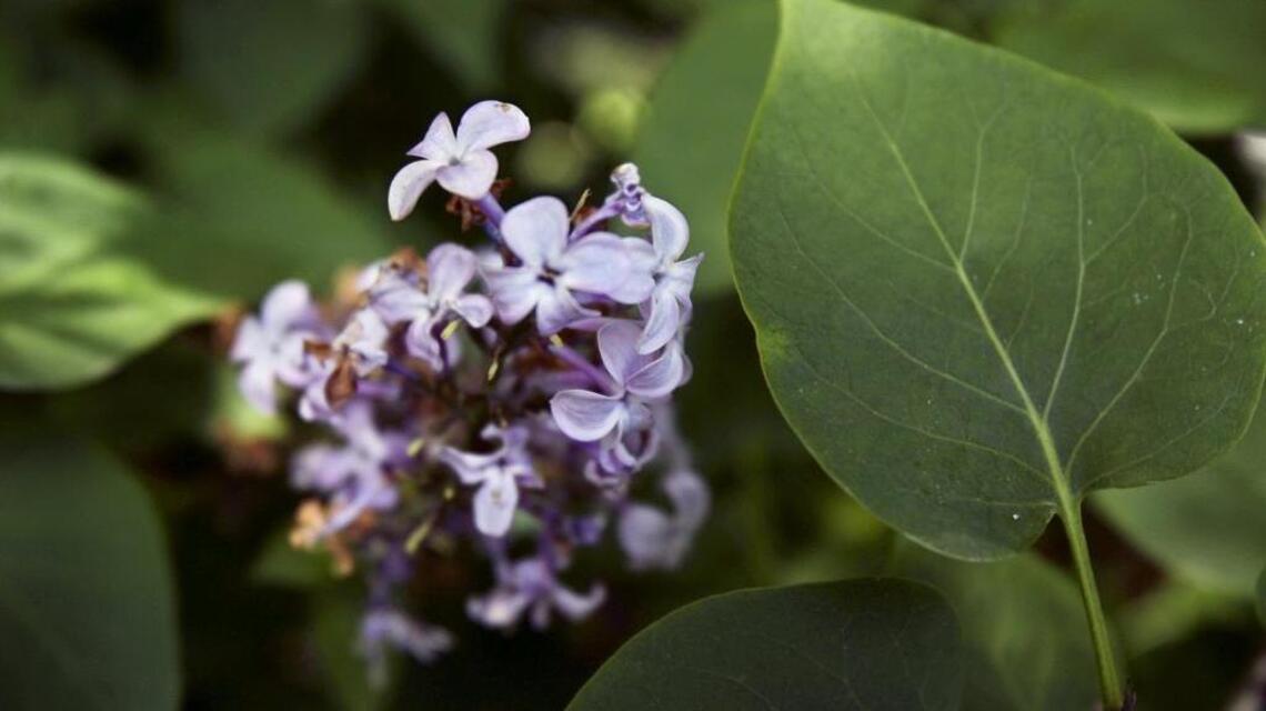Thinking of planting some shrubs? Here are a few that work well in the Treasure Valley