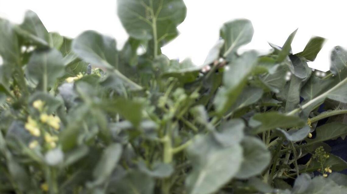 Gardening: It’s summertime and 90-plus degrees, but think about fall harvest now