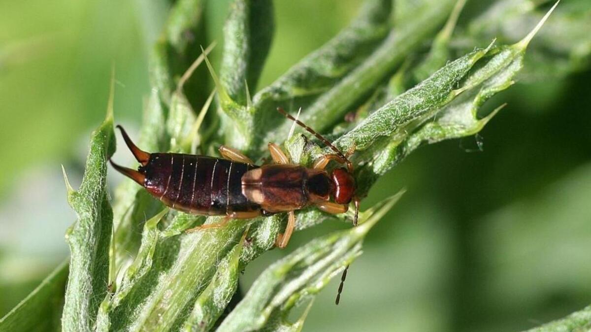 Earwigs can become a pesky nuisance for anyone who gardens.